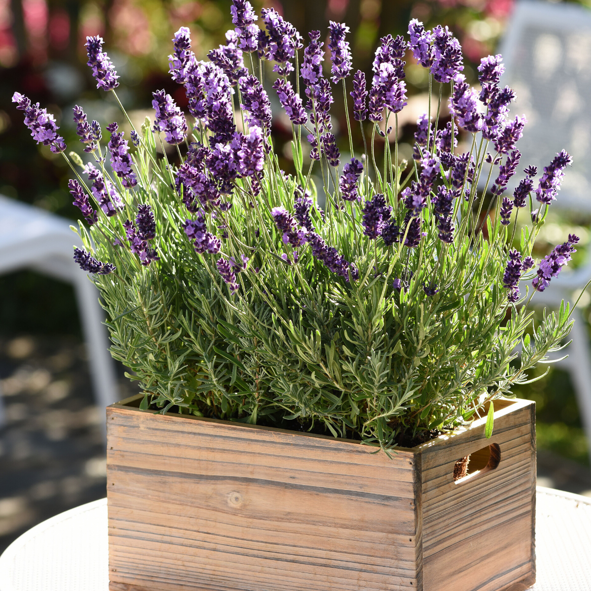 Lavender_AvignonEarlyBlue_Burpeesquare.png